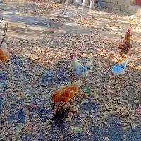 فروش جوجه گلپایگان ۶ماهه|حیوانات مزرعه|گرمی, |دیوار