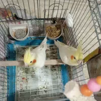 عروس هلندی مولد|پرنده|بانه, |دیوار