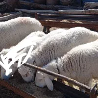 بره قوچی ،تقلی