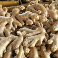 پخش زنجبیل تازه عمده و خرده