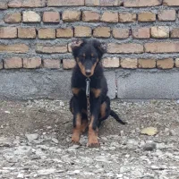 توله دوبرمن شناسنامه دار