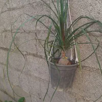 فروش گلهای زیبا