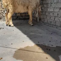 بره نر چاق گوسفند گاو بز میش گوساله|حیوانات مزرعه|اهواز, منازل کارون|دیوار