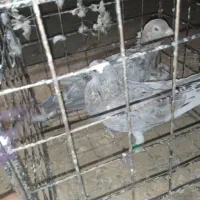 کبوتر سار هفت‌رنگ و طوقی