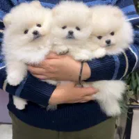 پرورش سگ پامر خرسی.پامرانین عروسکی بدون واسطه دلال|سگ|شیراز, فرهنگ شهر|دیوار