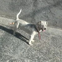 سگ پا کوتاه