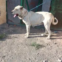واگذاری نروماده سرابی اصیل نگهبان