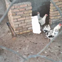 تخم مرغ نطفه دار گلین|حیوانات مزرعه|رامیان, |دیوار