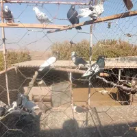 کبوتر جوان پرشی