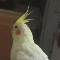 گمشده