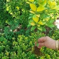 فروش شمشاد|گل و گیاه طبیعی|رانکوه, |دیوار