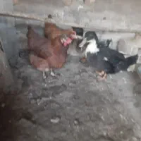 مرغ و اردک|حیوانات مزرعه|آران و بیدگل, |دیوار