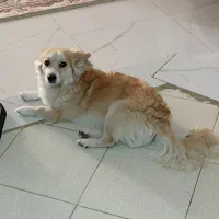 اشپیتز بازیگوش