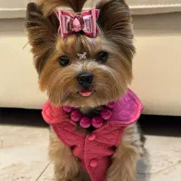 سگ آپارتمانی نژاد یورکشایر