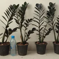 زاموفیلیا سوپر بلک|گل و گیاه طبیعی|بیرجند, |دیوار