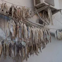 ماهی شور چونتولی