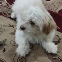 سگ بازیگوش