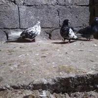 سه عددکبوتر خوب برای فروش.