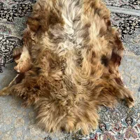 پوست گوسفند