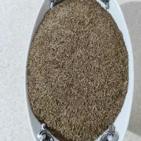 زیره سبز|خوردنی و آشامیدنی|ایلام, |دیوار
