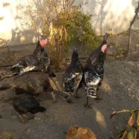 بوقلمون برنز|حیوانات مزرعه|مشهد, شهرک صنعتی توس|دیوار