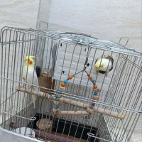 عروس هلندی نر و ماده
