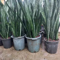 فروش فوق العاده سانسوریا سبز شمشیری