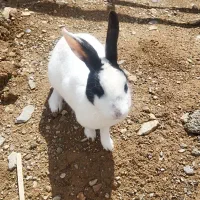 نگهداری وفروش خرگوش