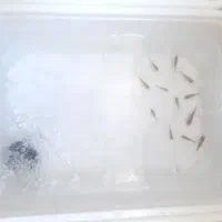 بچه گلد فیش کومت