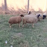 گوسفند  بره ماده مضاریع حمیدیه