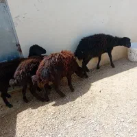 ۴راس بره ماده فروشی دونه ای ۲۵