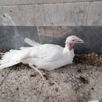 بوقلمون ماده تخم گذار