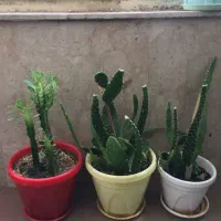 گل گلدان کاکتوس