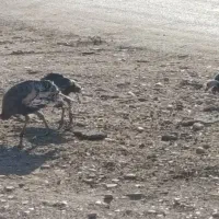 بوقلمون نرو ماده|حیوانات مزرعه|سیروان, |دیوار