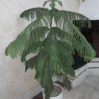 کاج مطبق