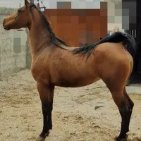 مادیان بسیار پرخون و سواری دار