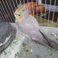 جوجه عروس هلندی
