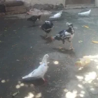 نیمچه گلین لری