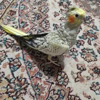 پرنده|پرنده|رشت, توشیبا|دیوار