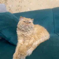 گربه پرشین|گربه|مشهد, شهرک امام هادی (شهرک غرب)|دیوار