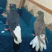 جوفت اشعل درجه یک