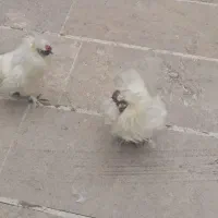 خروس ابریشمی