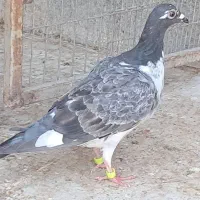 جوجه  کبوترالمانی