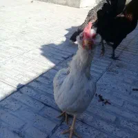 مرغ کاکلی و مرغ گوپین