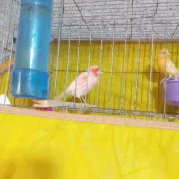 قناری|پرنده|رشت, ولکس|دیوار