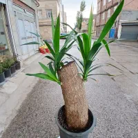 گل یوکا تنه دار|گل و گیاه طبیعی|اردبیل, |دیوار
