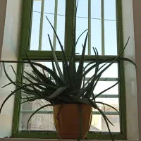 آلوئه ورای زیبا
