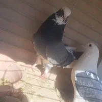 کفتر پرشی|پرنده|یزد, |دیوار