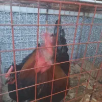 خروس محلی جوان و سرحال۷۰۰چغادک|حیوانات مزرعه|چغادک, |دیوار