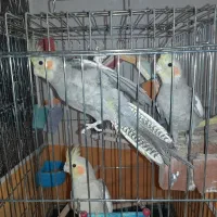 عروس هلندی بازی گوش و دستی|پرنده|فولادشهر, B7|دیوار